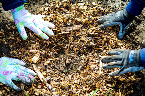 Tree Planting